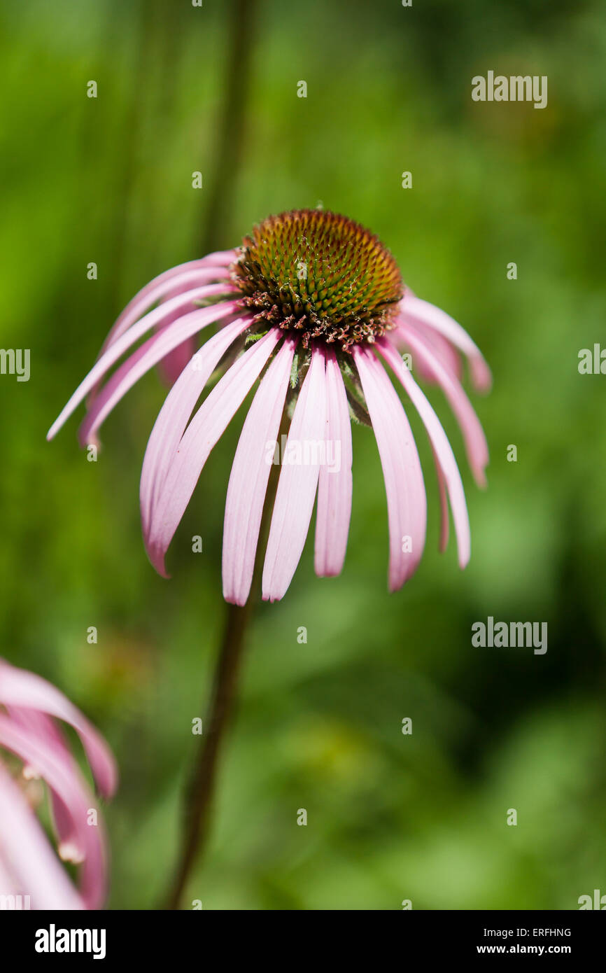 Sonnenhut (Echinacea Angustifolia) Stockfoto