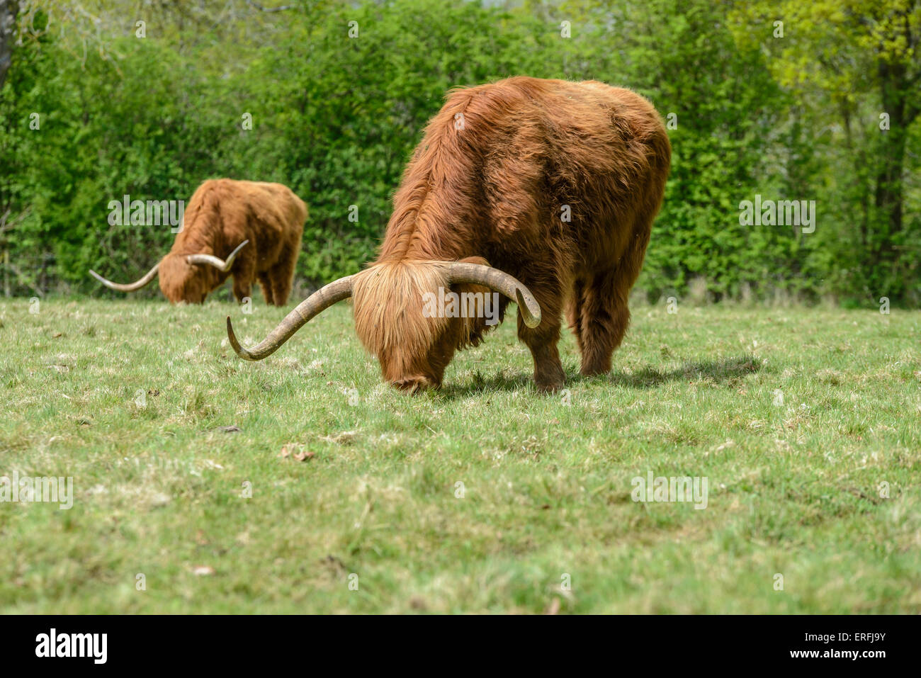 Highland Cattle, England, Großbritannien Stockfoto