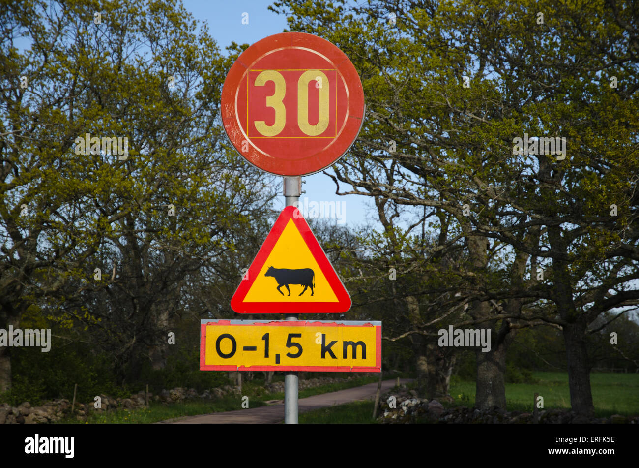 Vorsicht bei Rindern und Tempolimit Verkehrszeichen auf einer Landstraße Stockfoto
