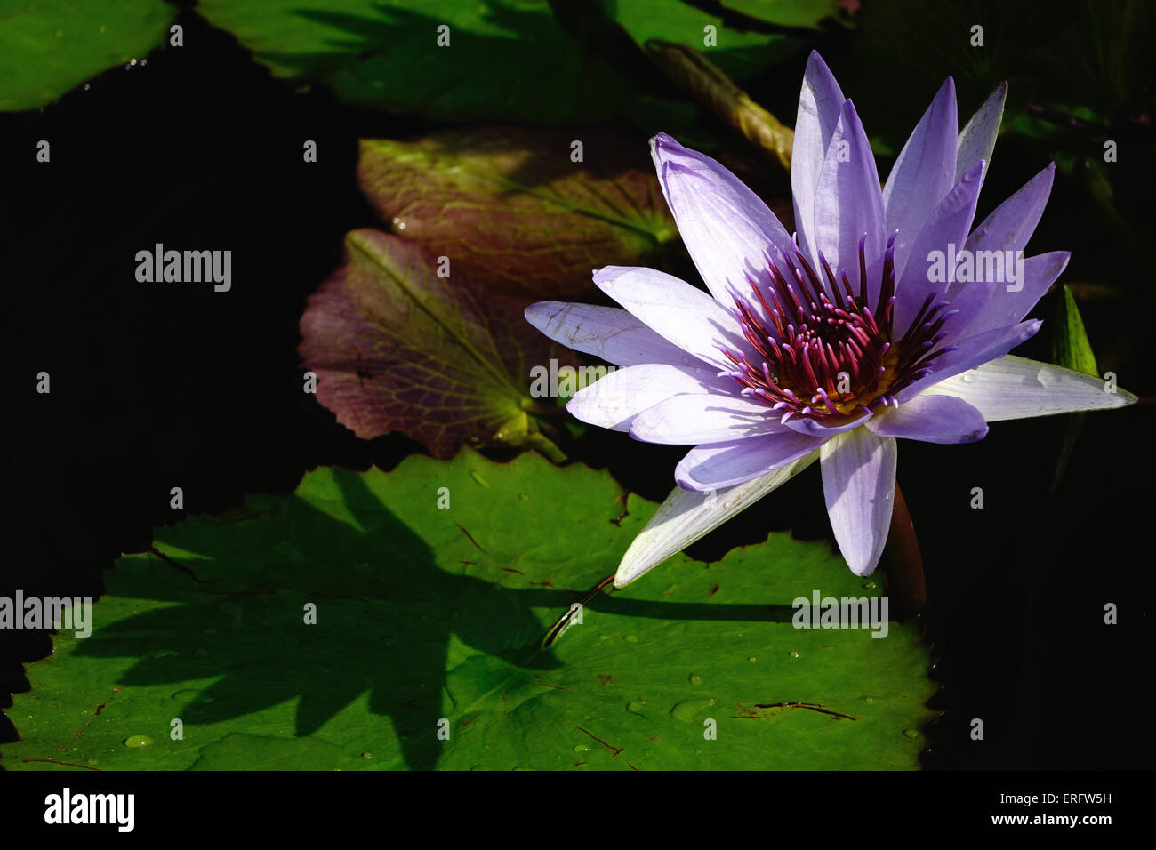 Rosa Perle, Nymphaea, Seerose, Nymphaea Lotus, Tiger Lotus, weißer Lotus, ägyptischen Weiße Seerose Stockfoto