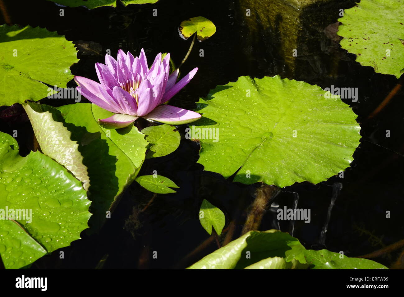 Rosa Perle, Nymphaea, Seerose, Nymphaea Lotus, Tiger Lotus, weißer Lotus, ägyptischen Weiße Seerose Stockfoto