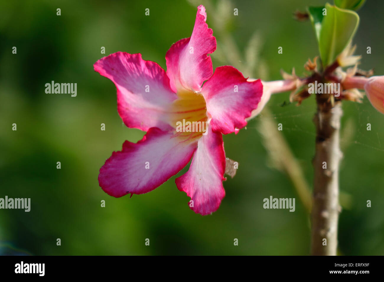 Desert rose, Adenium obesum Stockfoto