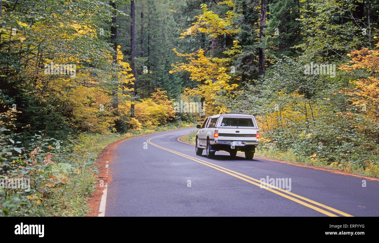 Ein Stoß der Farbe vom Weinstock Ahorn Pflanze und großen gezahnten Ahornbäume im Oktober entlang der Aufderheide Scenic Highway - Highway 19 in der Cascade Mountains of Central Oregon Stockfoto