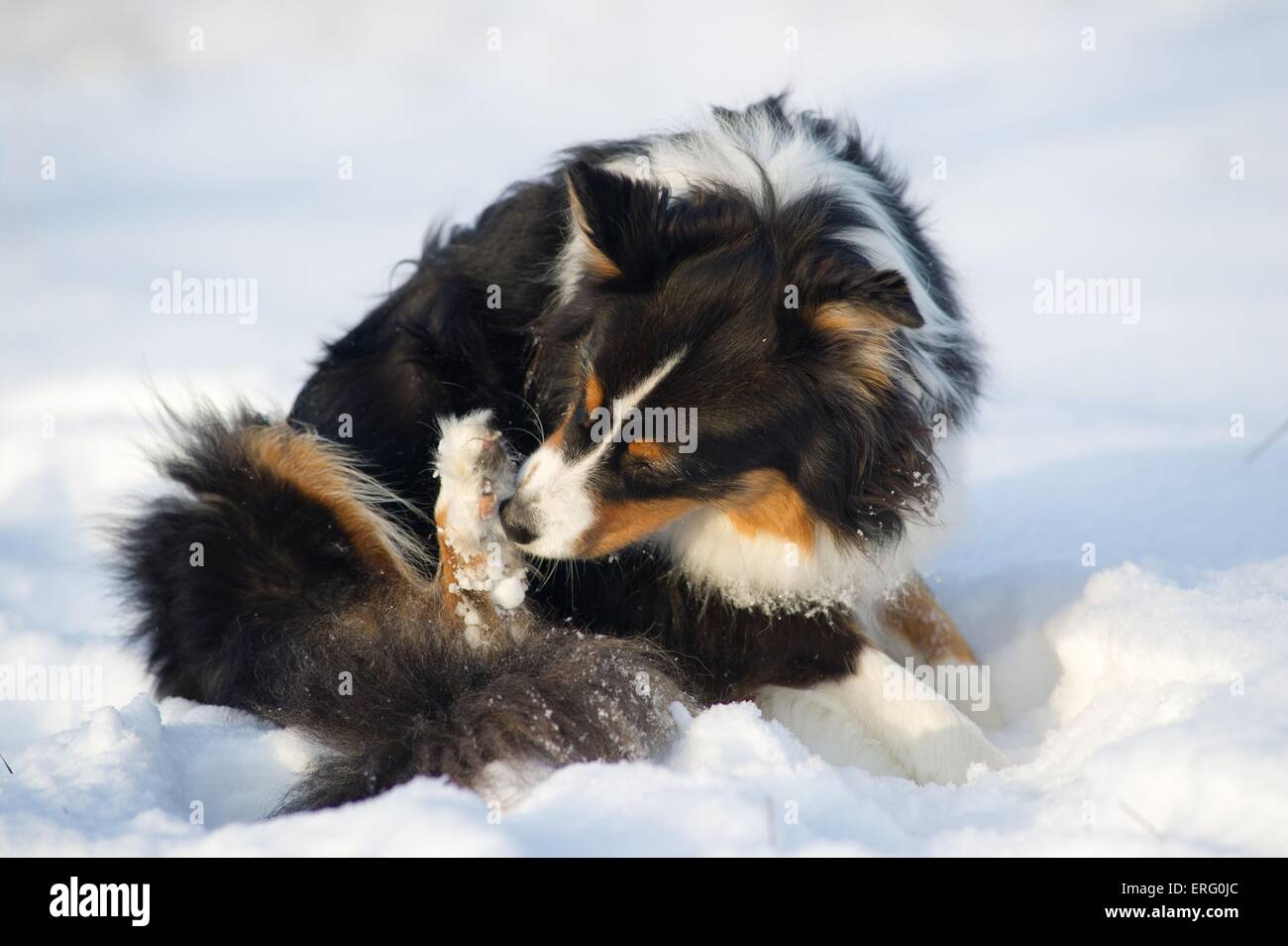 Australian Shepherd Stockfoto