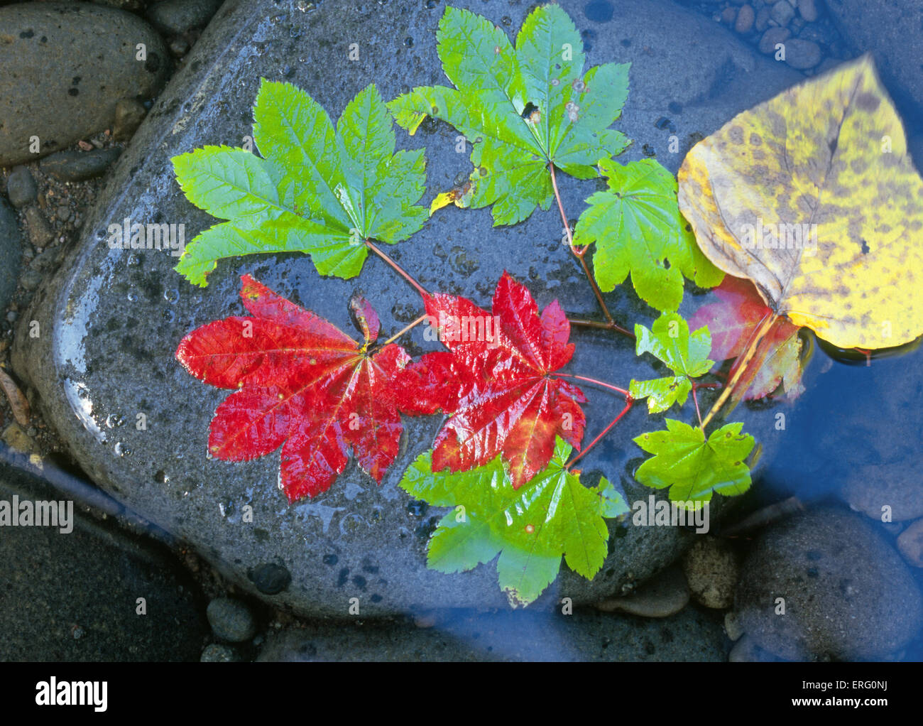 Rebe Erle und Ahorn Blätter färben sich rot und Gold im Herbst in den Cascade Mountains of Oregon Stockfoto