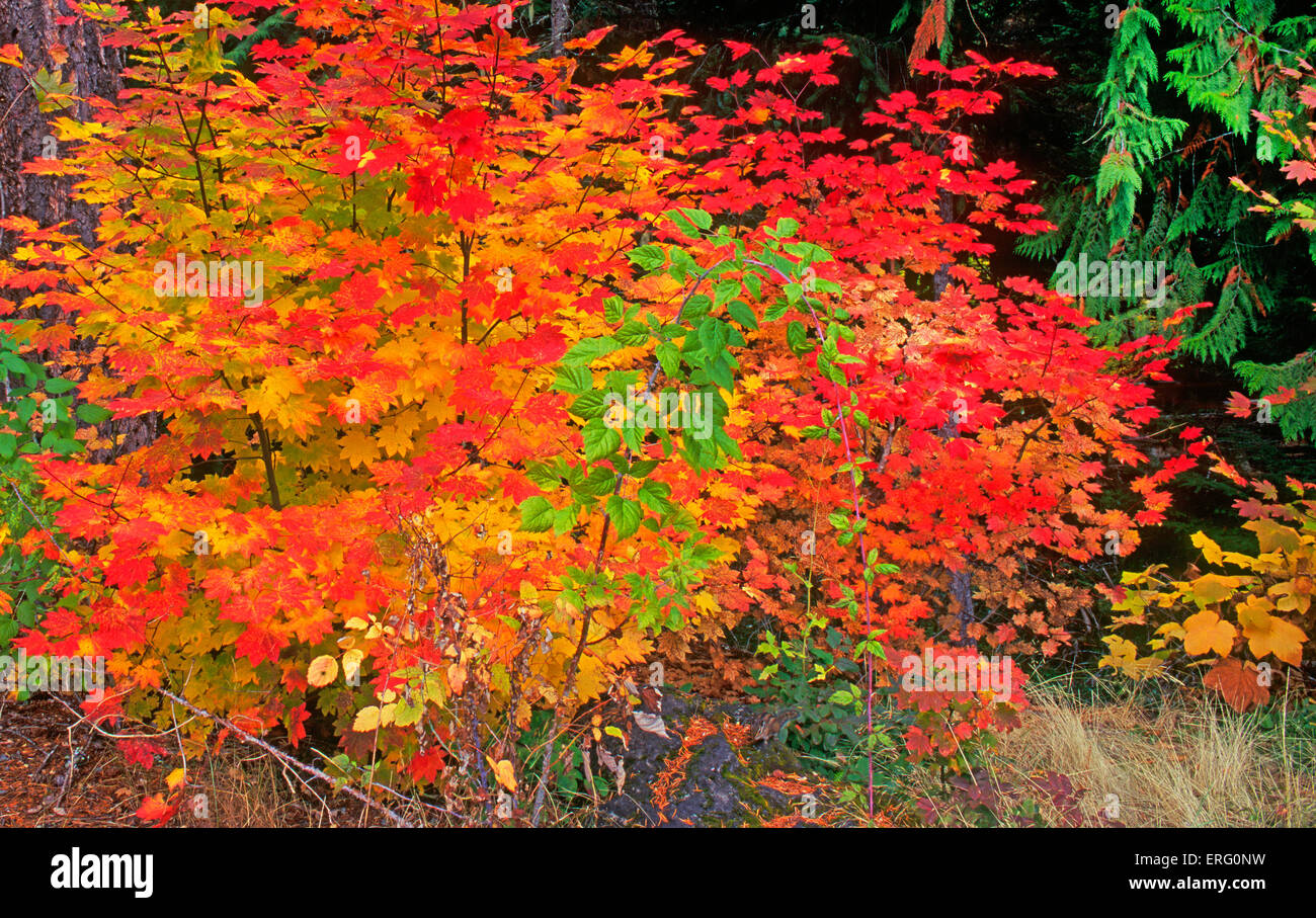 Ein Stoß der Farbe von einer Rebe Ahorn Pflanze im Oktober in der Cascade Mountains of Central Oregon Stockfoto