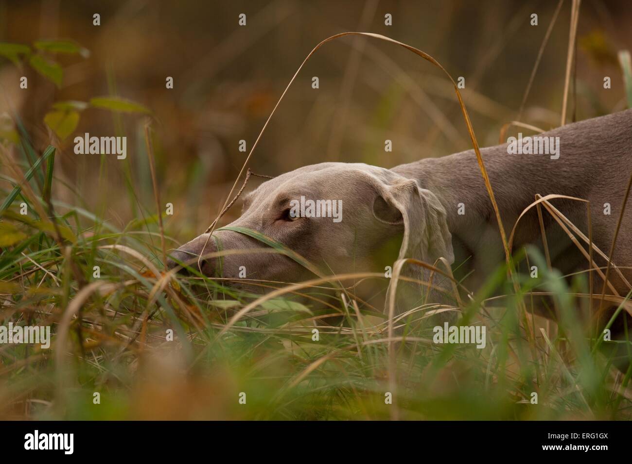 liegenden kurzhaarigen Weimaraner Stockfoto