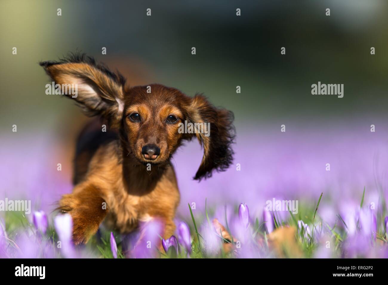 Kaninchenteckel ausgeführt Stockfoto