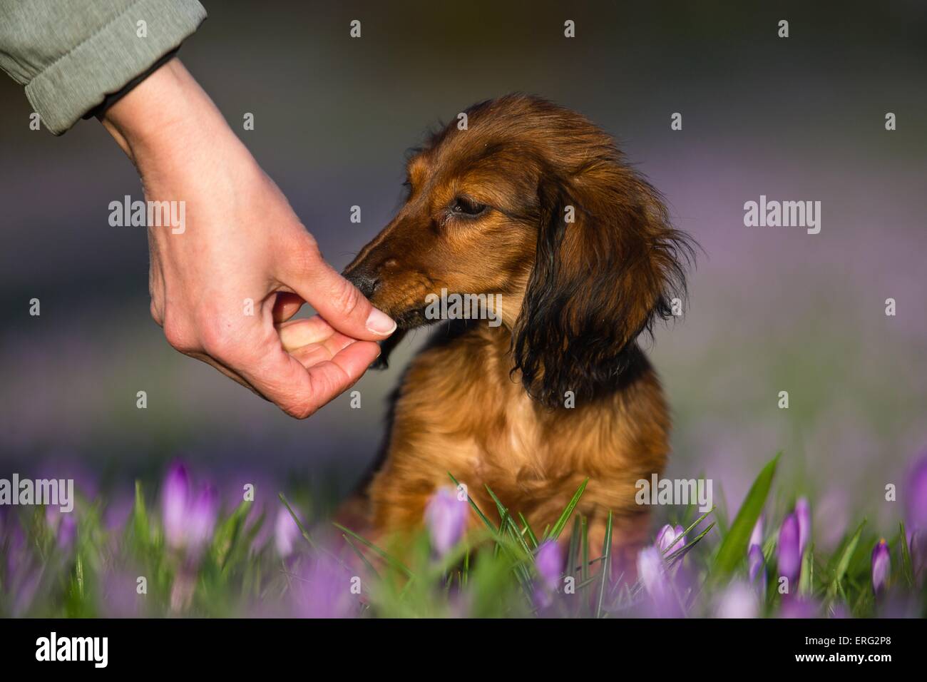 Essen Kaninchenteckel Stockfoto