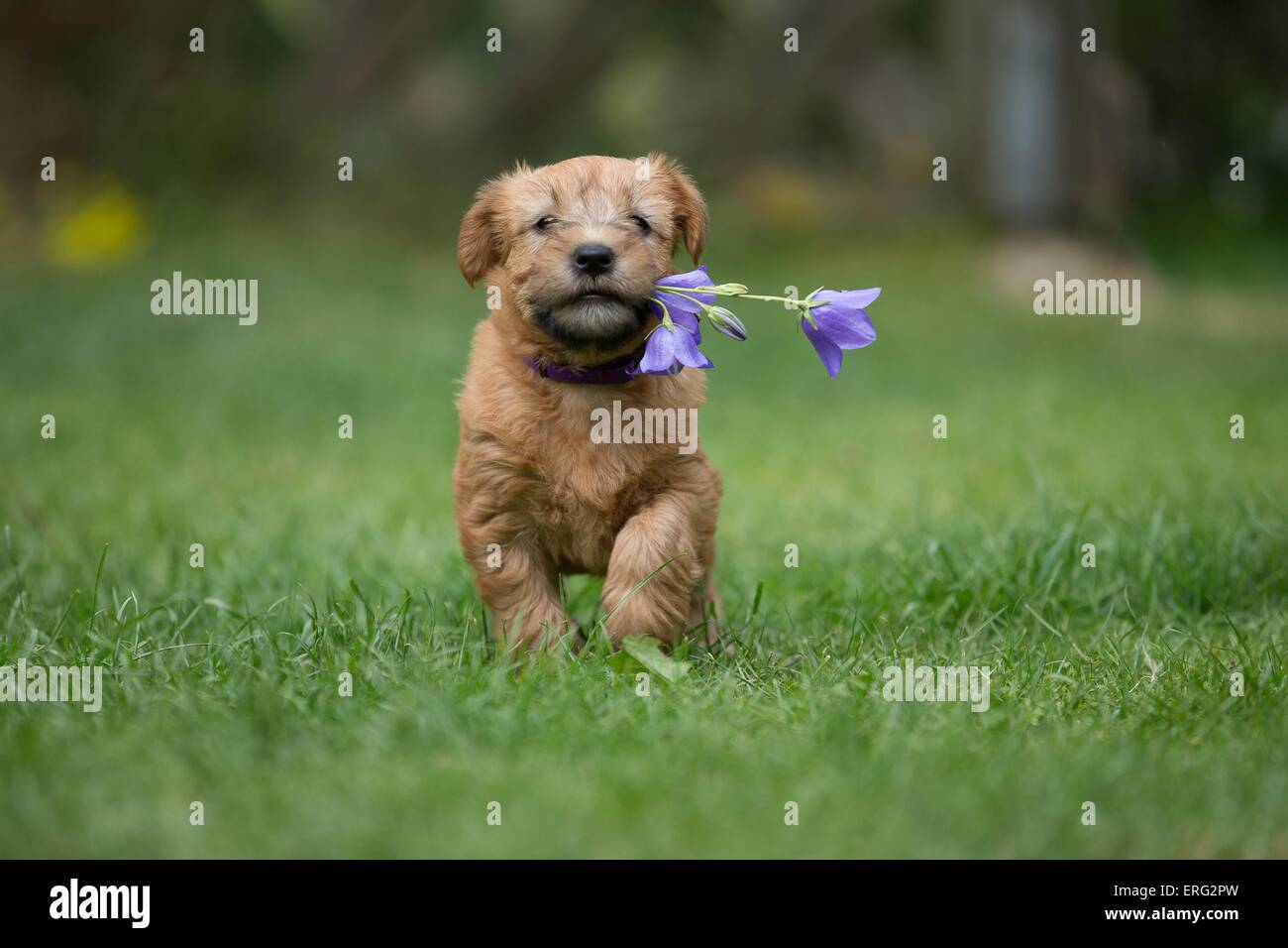 Irish Soft Coated Wheaten Terrier Welpen Stockfoto