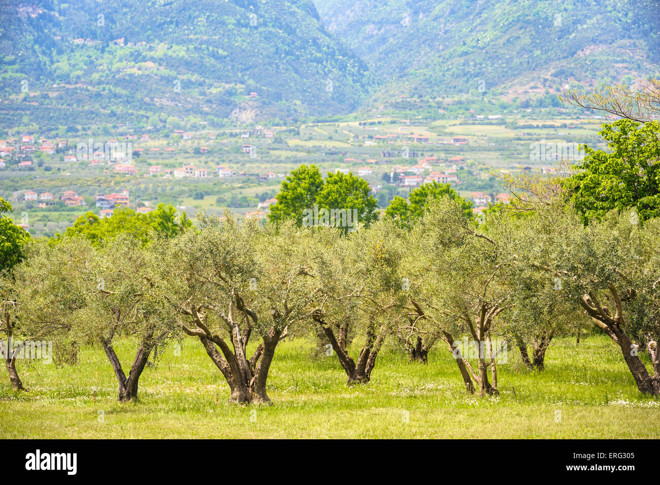 Oliven-Plantagen in Griechenland Stockfoto