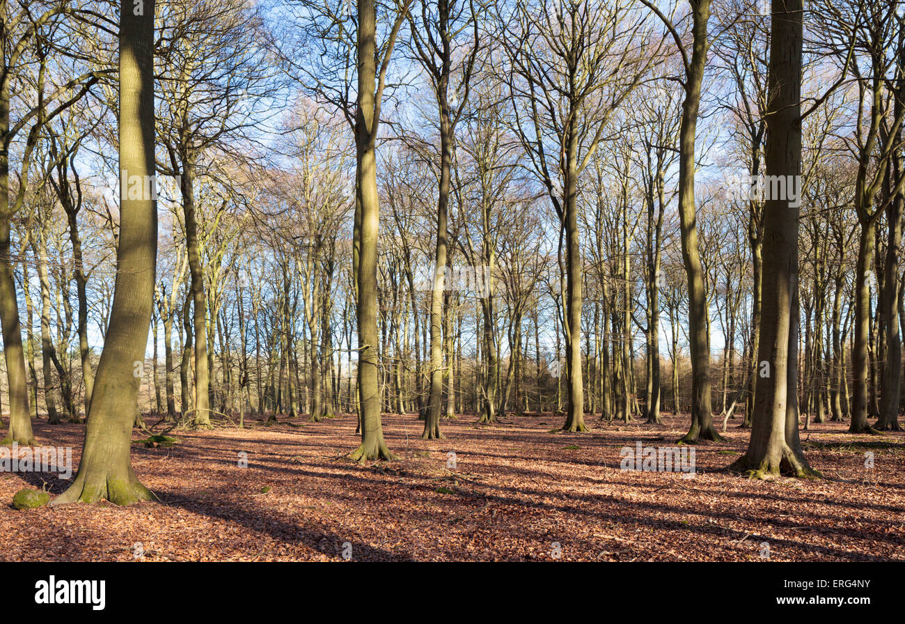 Kultige Buchenholz in den Chiltern Hills Stockfoto