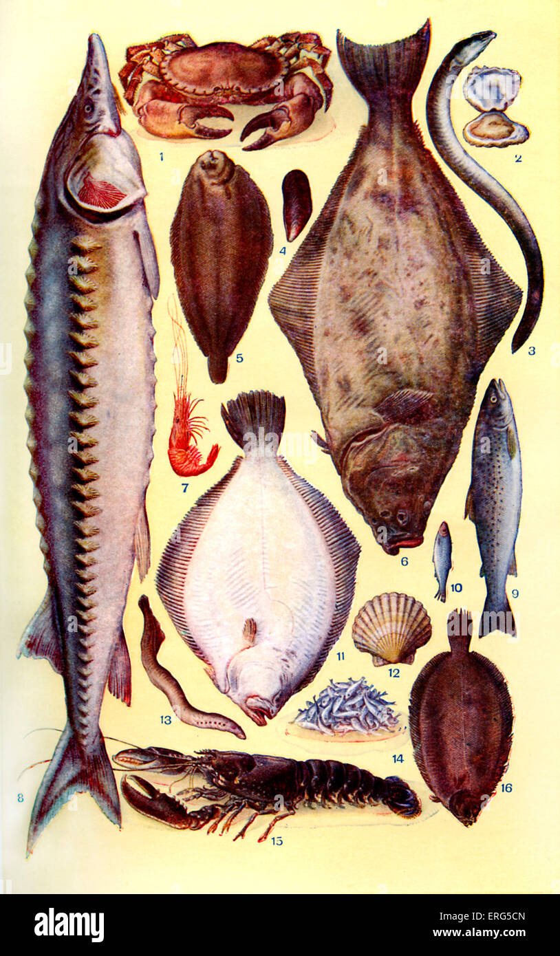 Frau Beeton Kochbuch - Fisch (von 1-16): Krabbe, Oyster, Aal, Muschel, Rotzunge, Heilbutt, Garnelen, Stör, Forellen, Sprotte, Brill, Jakobsmuschel, Neunaugen, Sardellen, Hummer, Seezunge. Neue Ausgabe des Cookerybook, zuerst veröffentlicht 1861. Isabella Mary Beeton, Englisch Autor, 12. März 1836 – 6. Februar 1865. Stockfoto