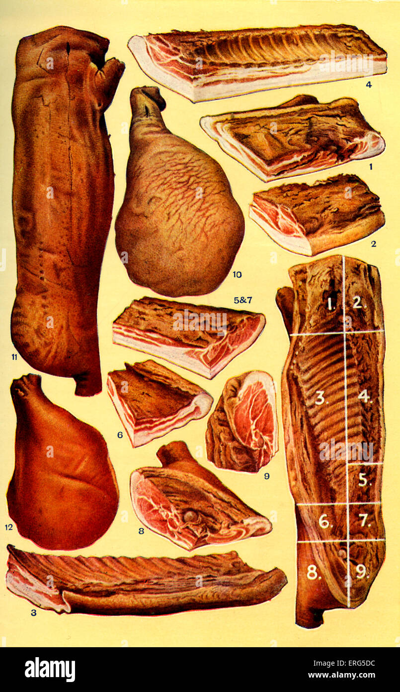 Frau Beeton Kochbuch - Speck und Schinken (von 1 bis 12): Schopf, Kragen, Streaky, Prime - Rücken, kleine Rücken, Flanke, lange Stockfoto