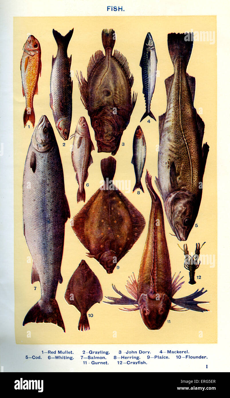 Frau Beeton Kochbuch - Fisch (von 1-12): Rotbarbe, Äsche, Petersfisch, Makrele, Kabeljau, Whitling, Lachs, Hering, Stockfoto