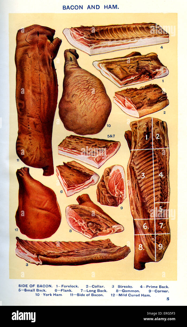 Frau Beeton Kochbuch - Speck und Schinken (von 1 bis 12): Schopf, Kragen, Streaky, Prime - Rücken, kleine Rücken, Flanke, lange Stockfoto