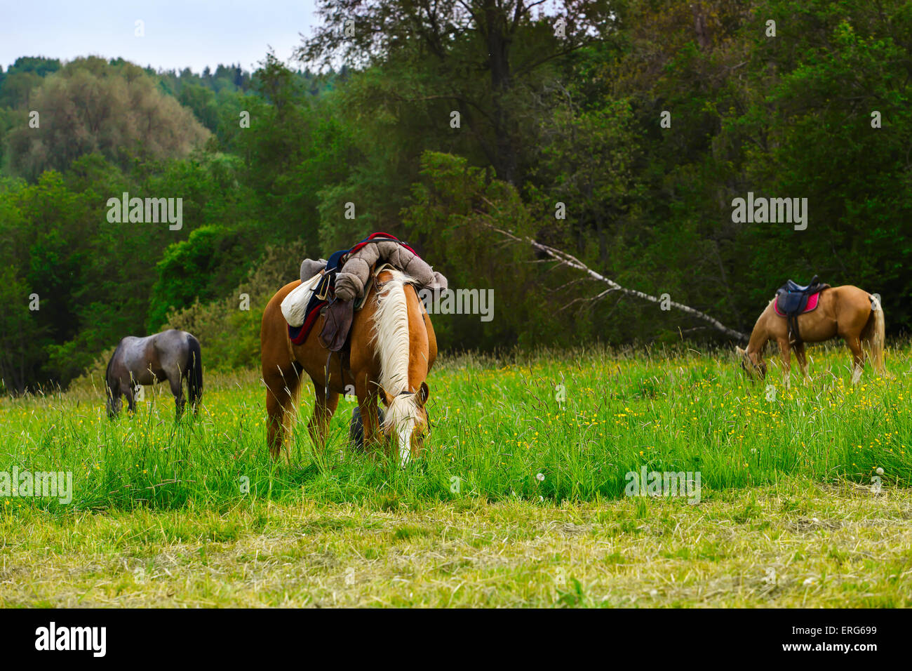 Drei Pferde Essen grünen Rasen in der Nähe von Wald unter freiem Himmel Stockfoto