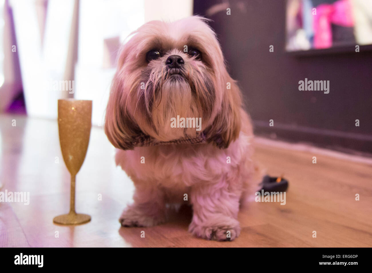 Ein betrunken verwöhnter Hund liegt neben Champagner Kristallglas. Stockfoto