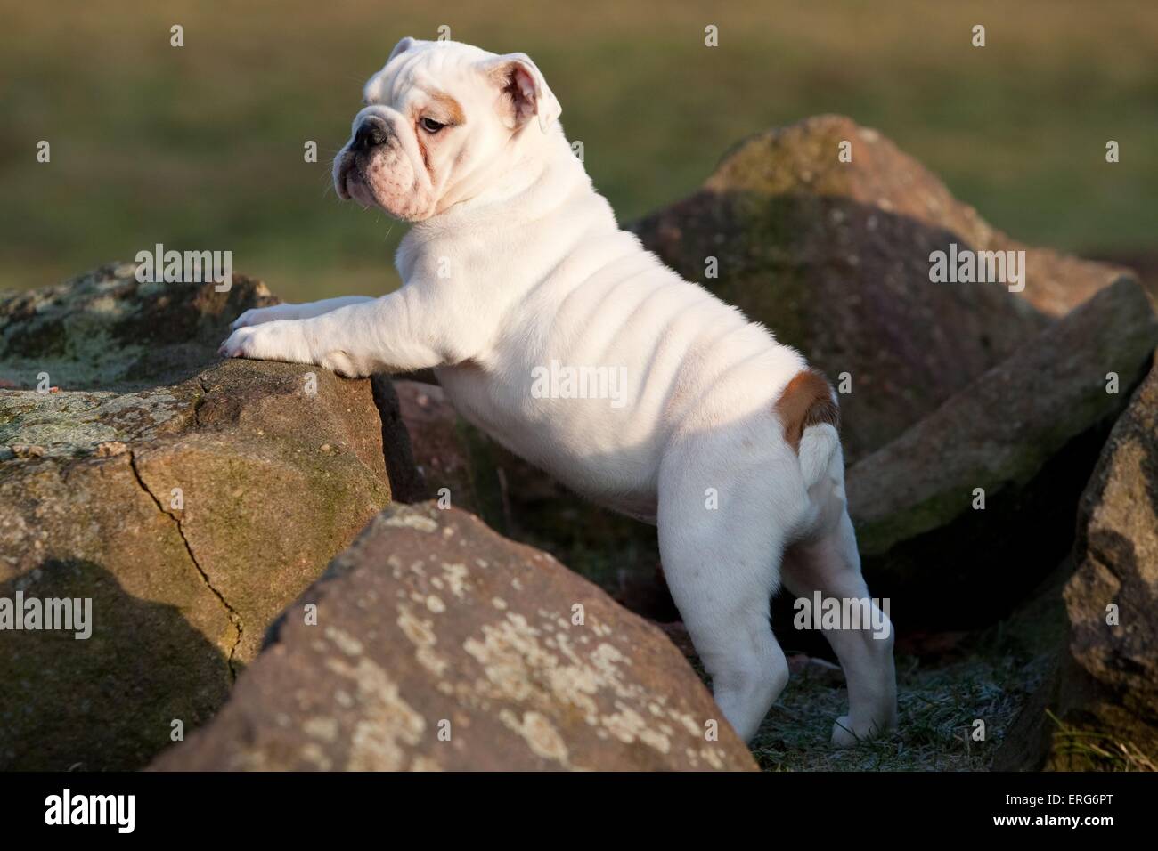 Englische Bulldogge Welpen Stockfoto