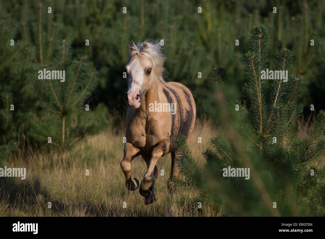 laufenden Welsh-Pony Stockfoto