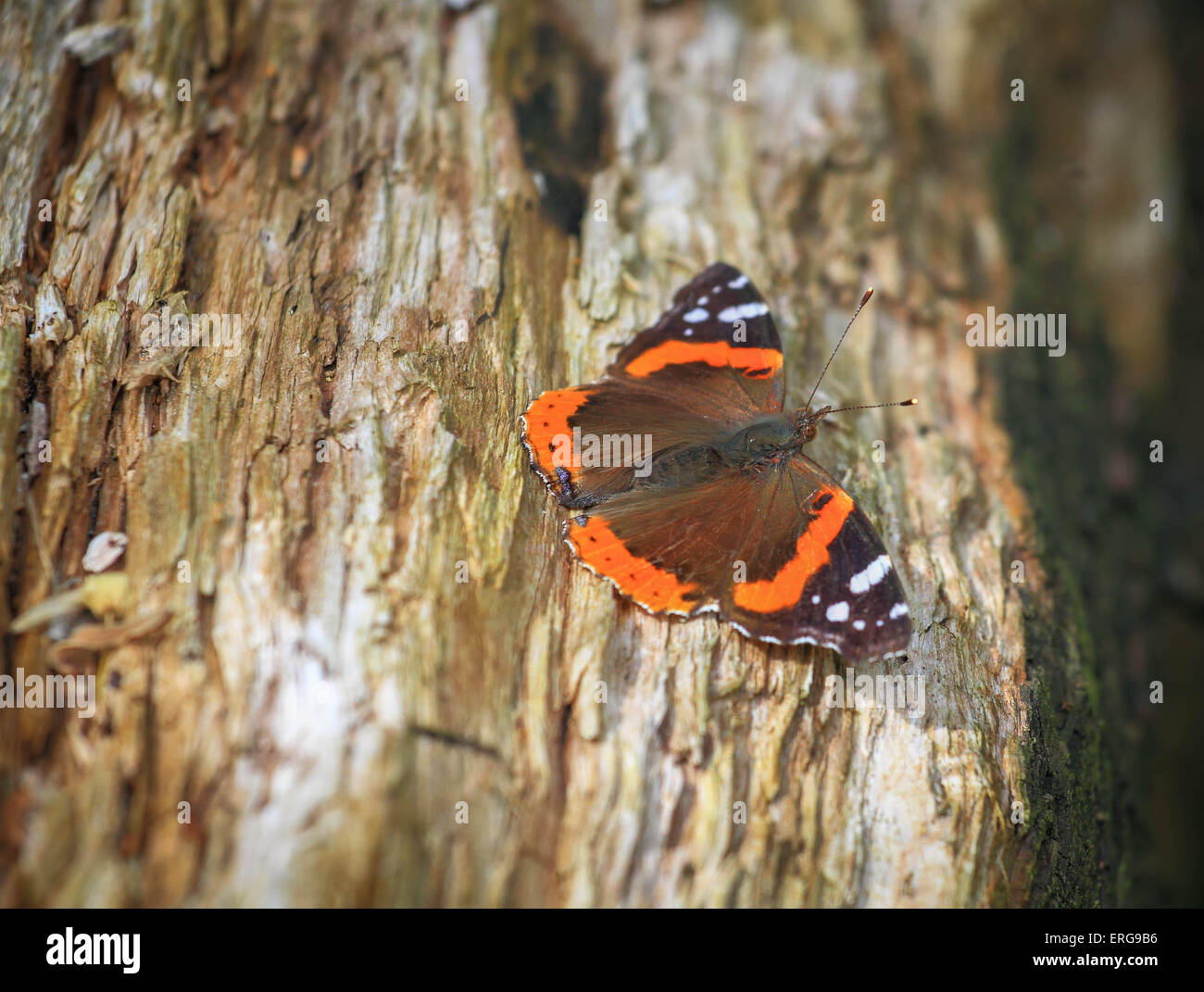 Schwarz und Orange Schmetterling auf einem Baumstamm Stockfoto
