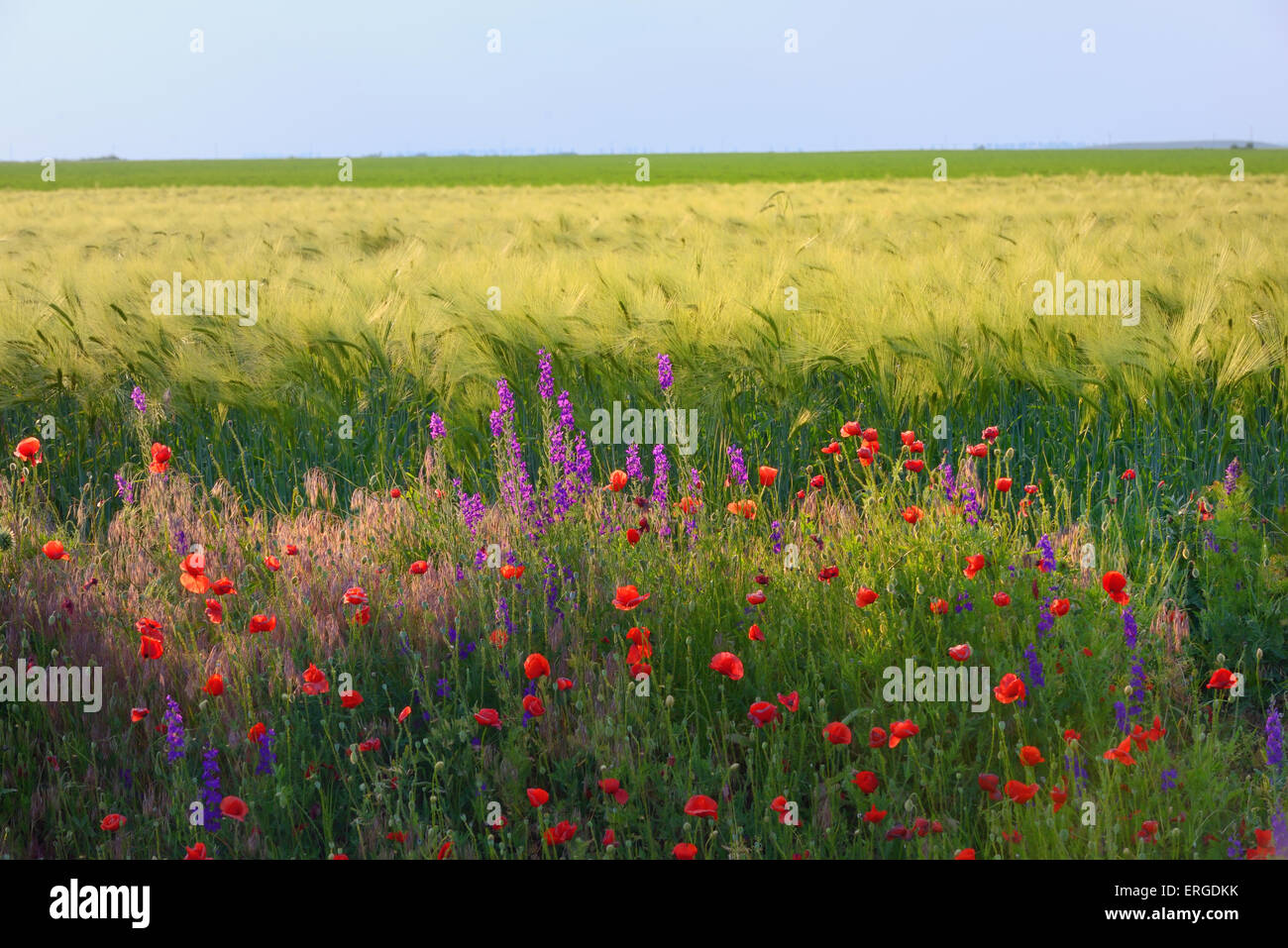 Feld mit Rasen, violetten Blüten und roten Mohnblumen Stockfoto