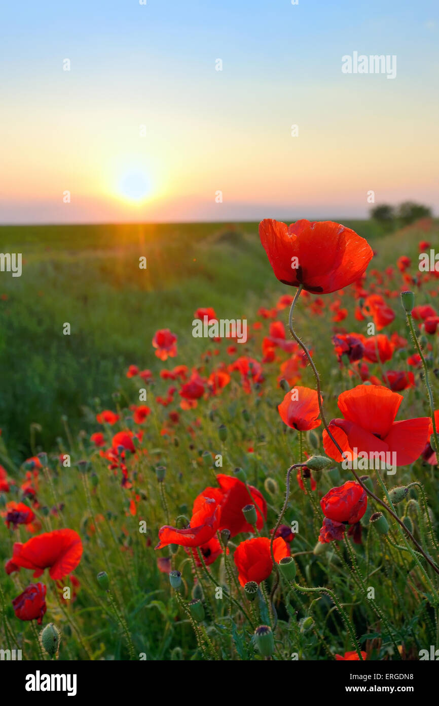 Mohn-Blumen im Frühjahr gegen den Sonnenuntergang Himmel Stockfoto