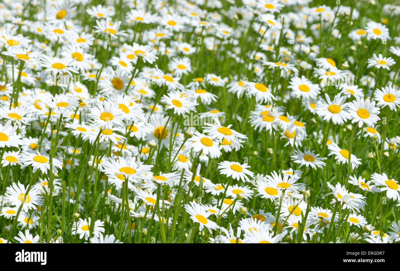 Schöne Gänseblümchen im Feld. Sommerblumen Stockfoto