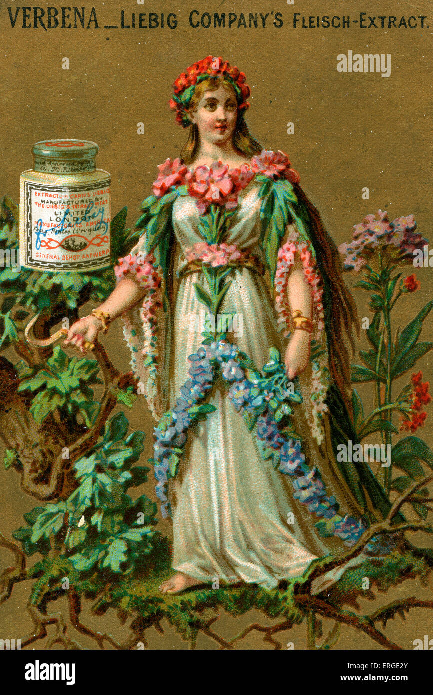 Eisenkraut. Junge Dame mit Eisenkraut geschmückt. Sie steht auf einem Zweig. Liebig-Card-Serie (1888). Stockfoto