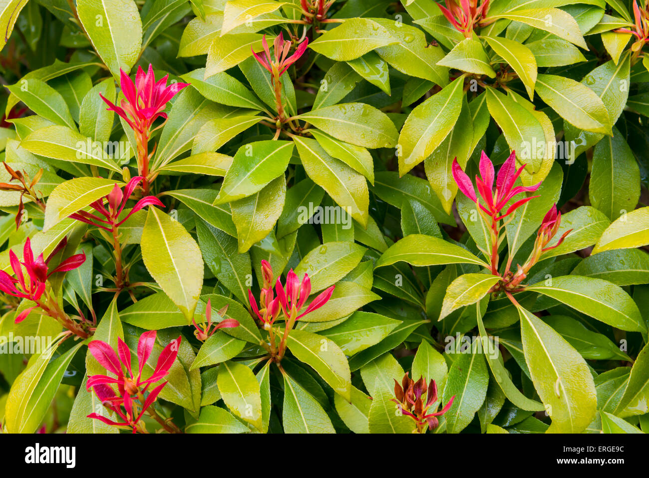 Photinia Fraseri mit grünen und roten Blätter im Regen. Stockfoto