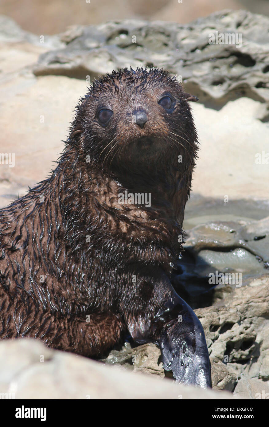 Baby-New Zealand Seebär südlichen Seebär Kaikoura Neuseeland Stockfoto