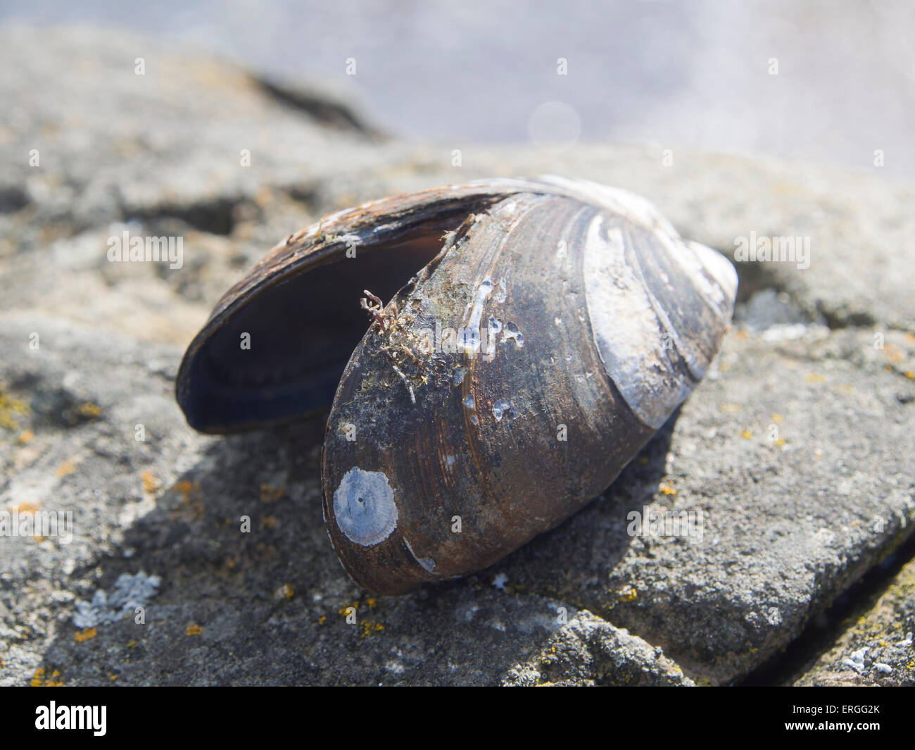 Miesmuschel Mytilus Edulis, leere Hülle mit Jahresringen, die auf einem Felsen nahe dem Oslo-Fjord Norwegen Stockfoto