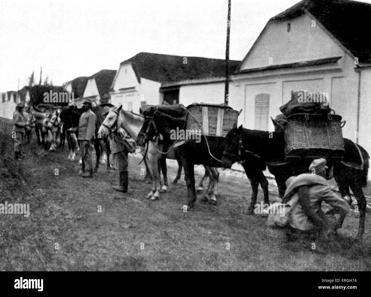 1. Weltkrieg: Austro - ungarische Krieg Pferde in der Straße von einem serbischen Dorfstraße Lektüre für marschieren. Veröffentlicht am 4 November Stockfoto