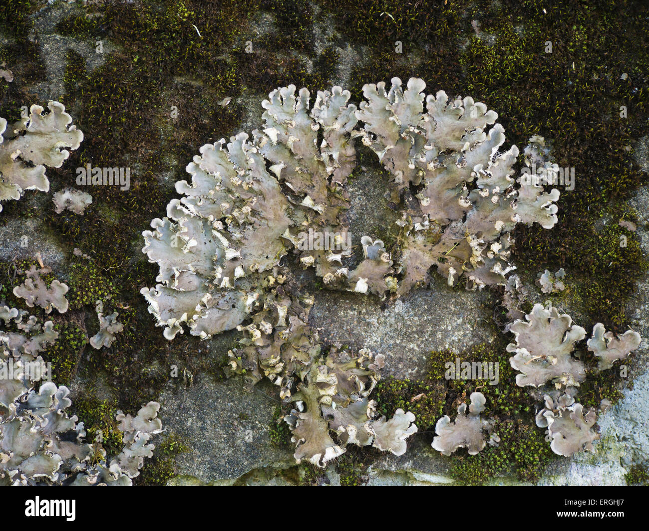 Foliose Flechten auf einer vertikalen Oberfläche, braun und grau, dekorative Muster, Norwegen Stockfoto