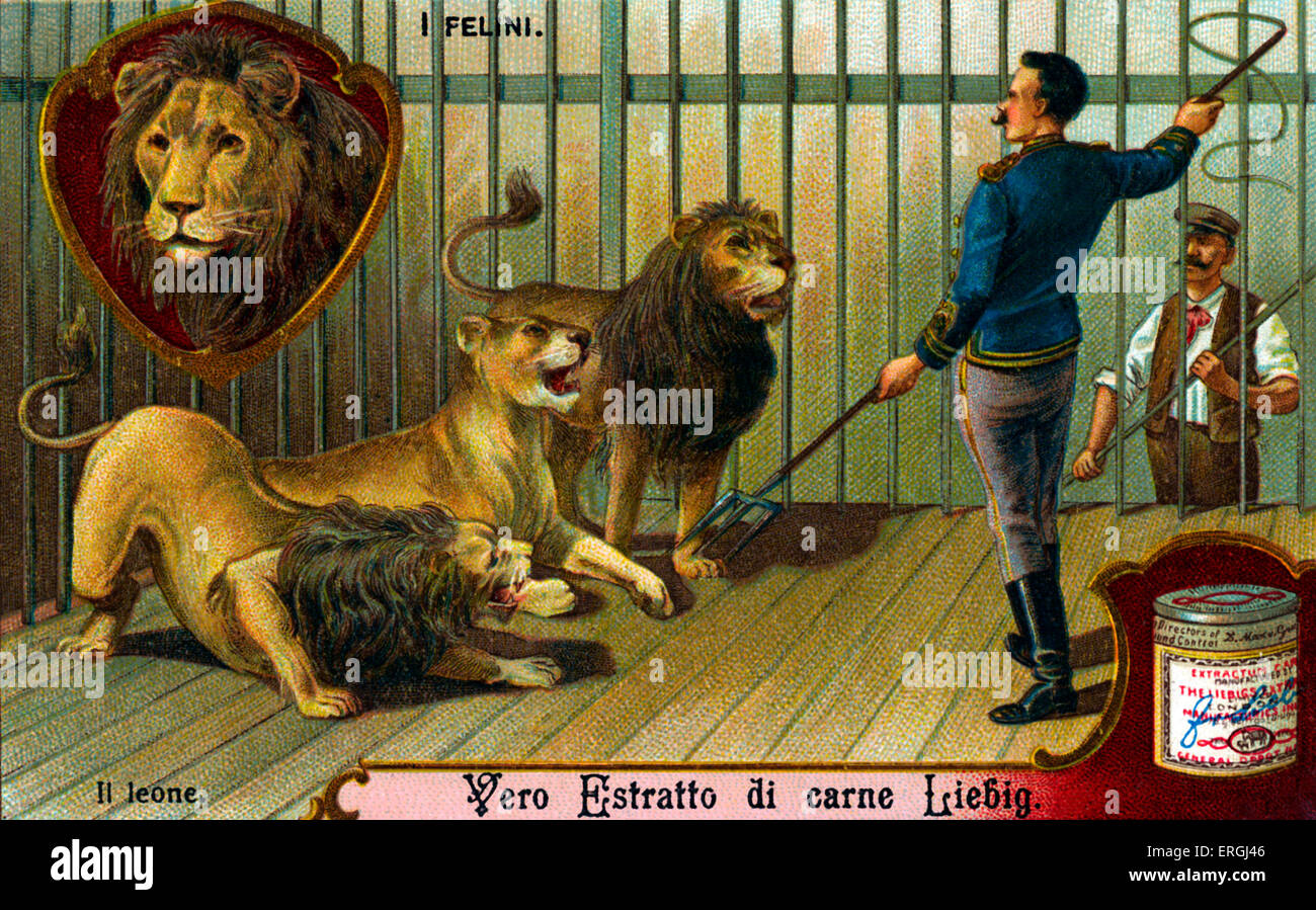 Die Katzenfamilie: Löwen - Abbildung auf Liebig Sammelkartenspiel (italienischer Serientitel: "Ich Felini" / "Katzen"). Anfang des 20 Stockfoto