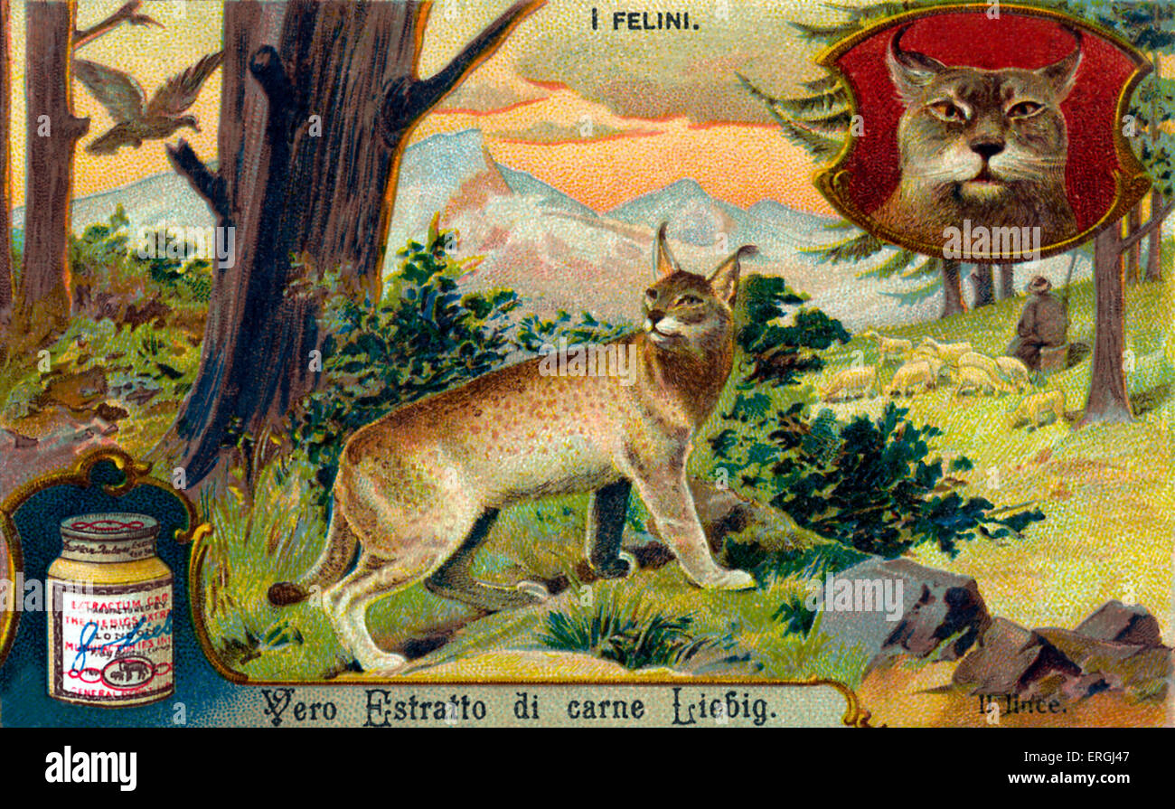 Die Katzenfamilie: Lynx - Abbildung auf Liebig Sammelkartenspiel (italienischer Serientitel: "Ich Felini" / "Katzen"). Anfang des 20. Jahrhunderts. Stockfoto