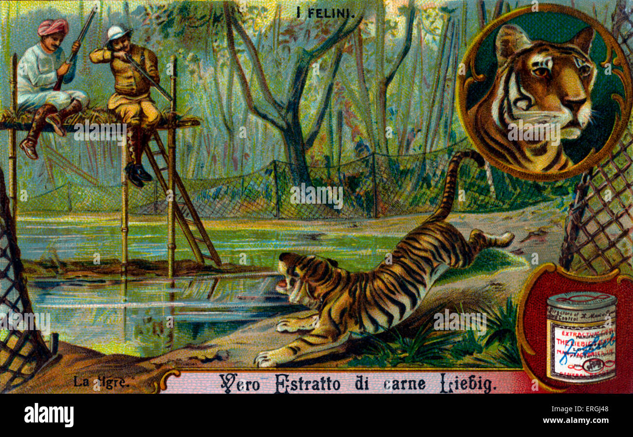Die Familie der Katzen: Tiger - Abbildung auf Liebig Sammelkartenspiel (italienischer Serientitel: "Ich Felini" / "Katzen"). Anfang des 20 Stockfoto
