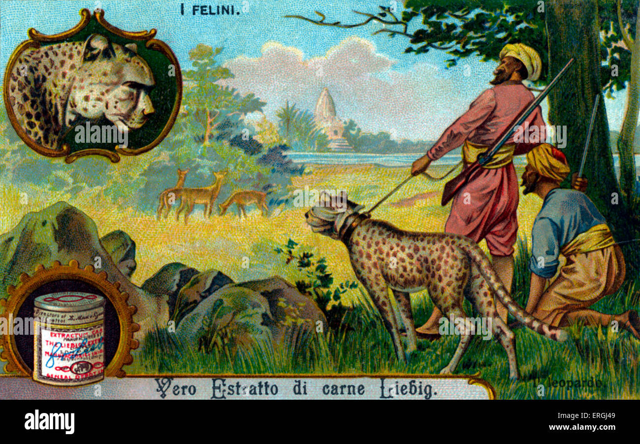 Die Katzenfamilie: Leopard - Abbildung auf Liebig Sammelkartenspiel (italienischer Serientitel: "Ich Felini" / "Katzen"). Anfang des 20 Stockfoto