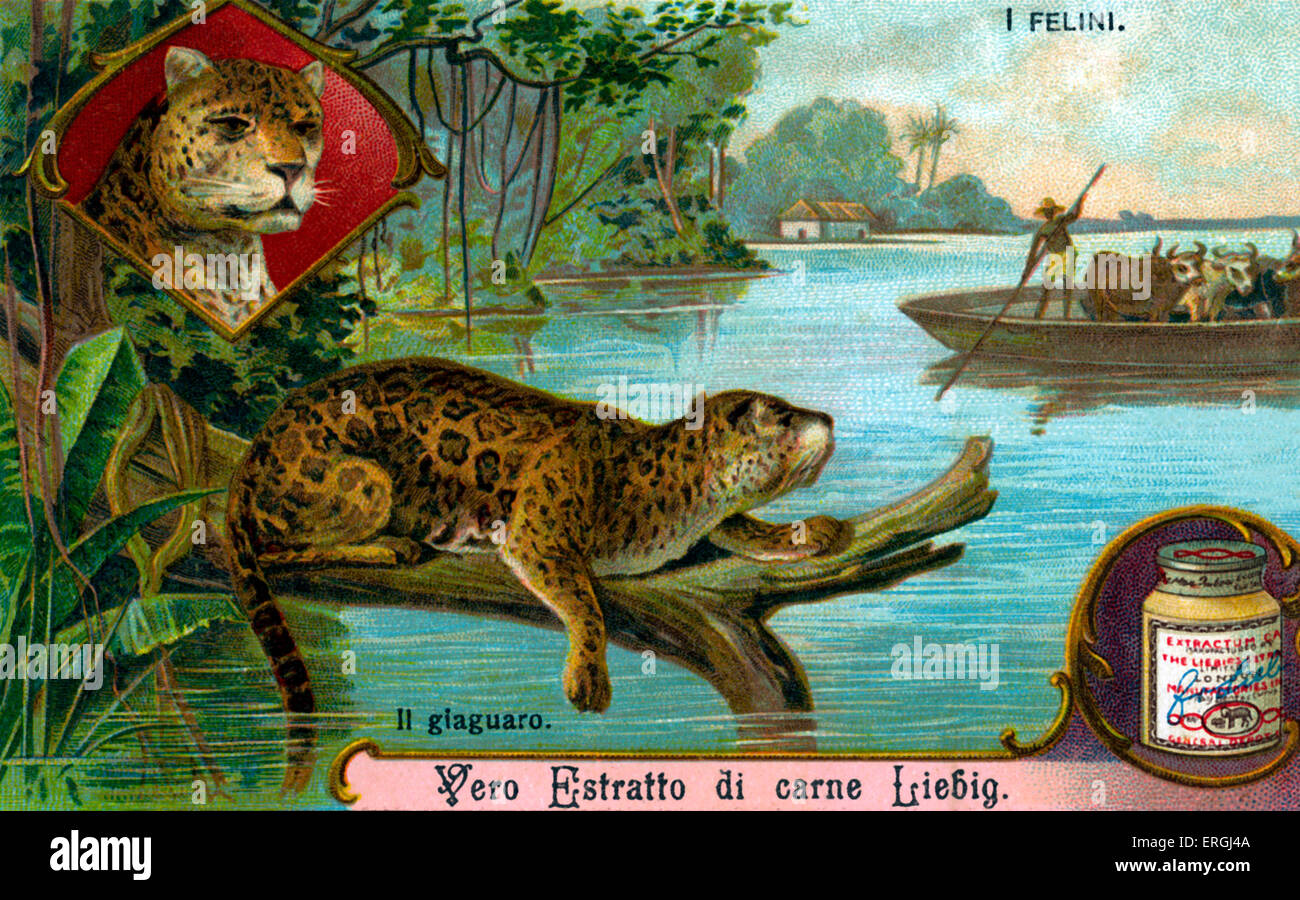 Die Katzenfamilie: Jaguar - Abbildung auf Liebig Sammelkartenspiel (italienischer Serientitel: "Ich Felini" / "Katzen"). Anfang des 20 Stockfoto