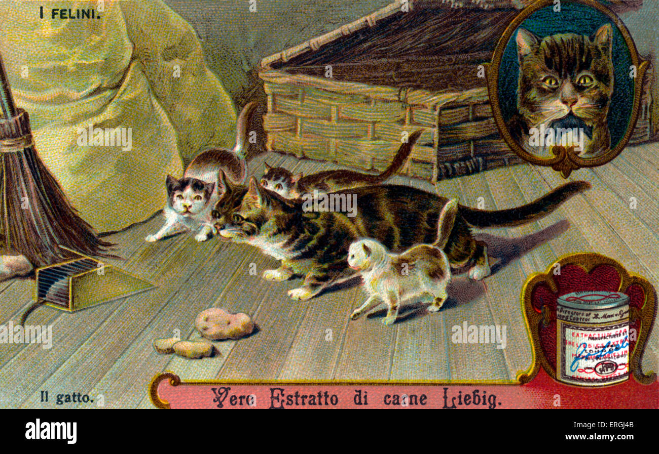 Die Familie der Katzen: Cat - Abbildung auf Liebig Sammelkartenspiel (italienischer Serientitel: "Ich Felini" / "Katzen"). Anfang des 20 Stockfoto