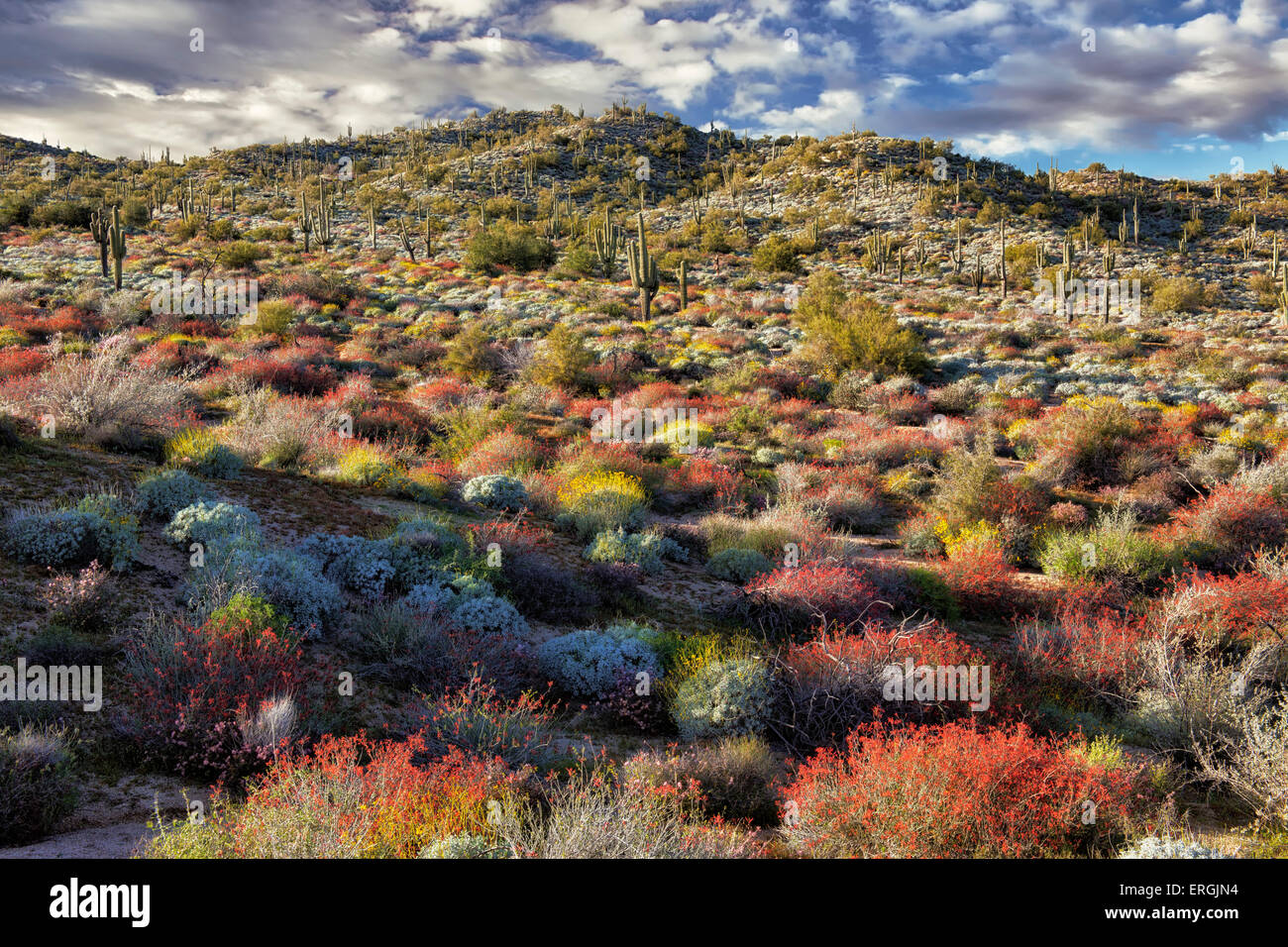 Roten Chuparosa dominieren die Frühjahrsblüte auf den Hügeln des Tonto National Forest in der Nähe von Bartlett Lake, Arizona. Stockfoto