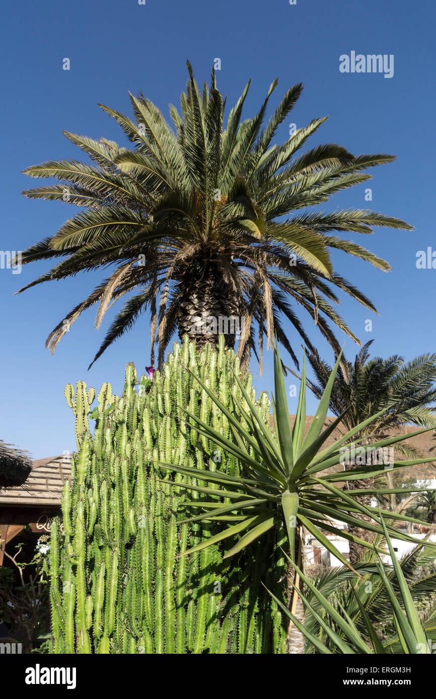Palm Tree, Pflanzen, Betancuria, Fuerteventura, Kanarische Inseln, Spanien, Stockfoto