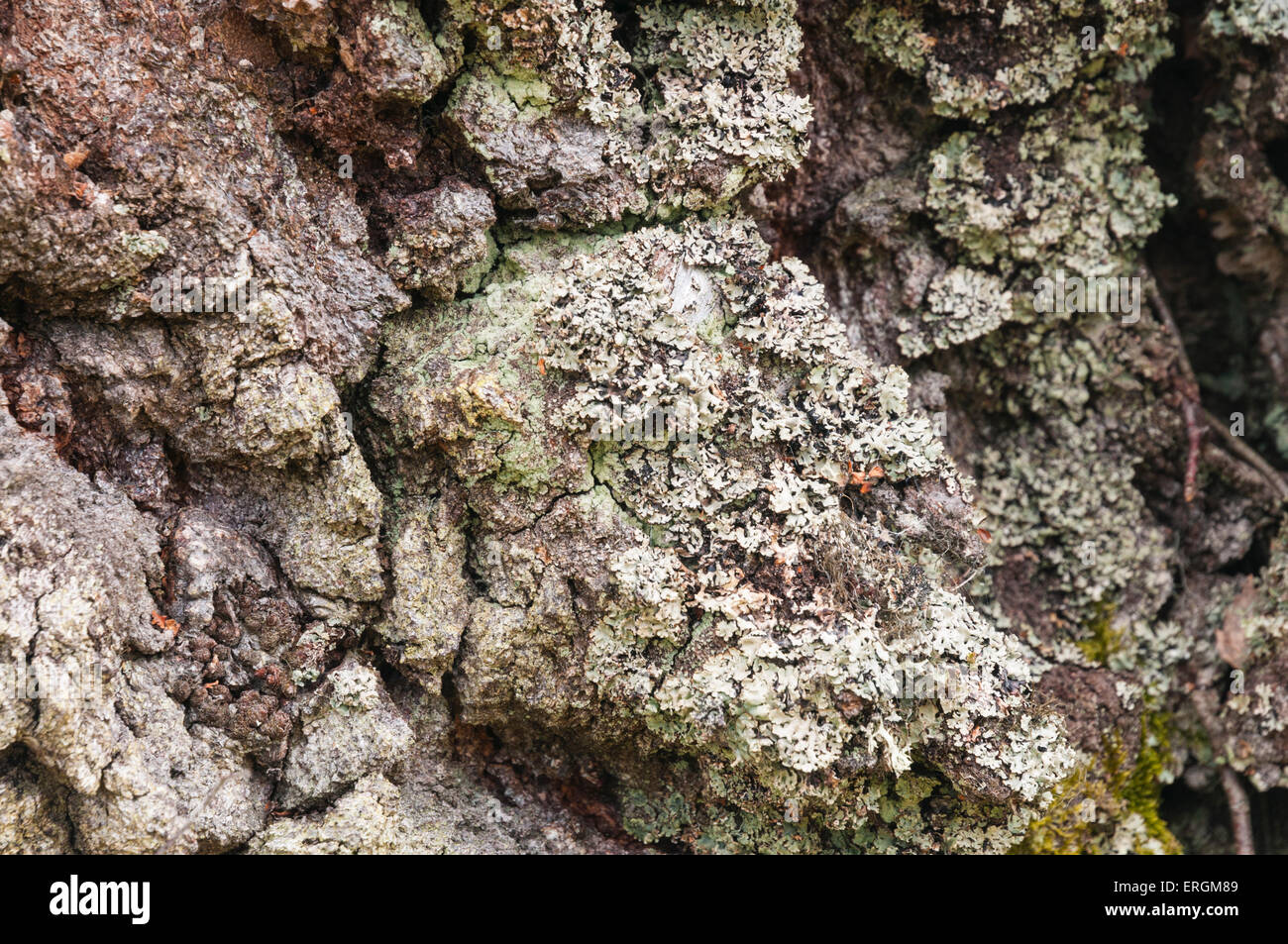 Dicke Rinde auf eine alte Silber Birke, Betula Pendel, mit einigen Flechten befestigt. Stockfoto