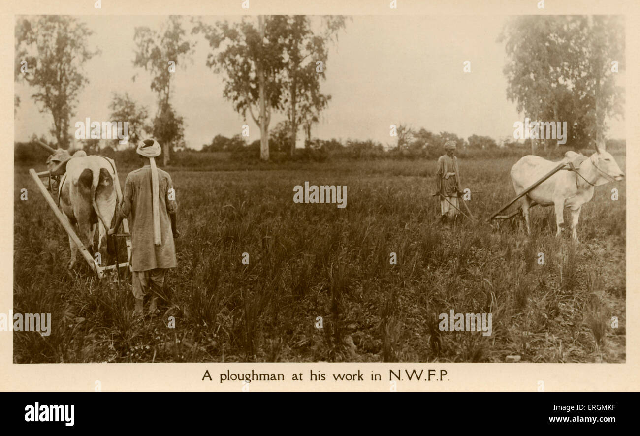 Pflüger bei Arbeiten in der N.W.F.P (North West Frontier Provience) von Britisch-Indien, heute Pakistan. Zwei Ochsen pflügen der Felder. Stockfoto