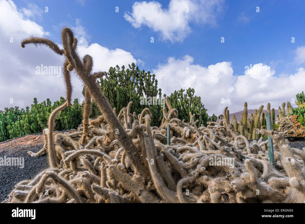 Museo de Molina, Kakteengarten, Fuerteventura, Kanarische Inseln, Spanien Stockfoto