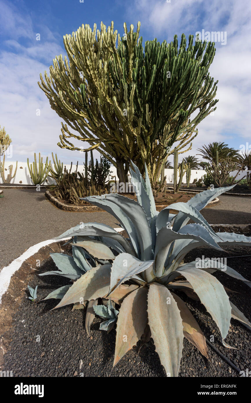 Museo de Molina, Kakteengarten, Fuerteventura, Kanarische Inseln, Spanien Stockfoto