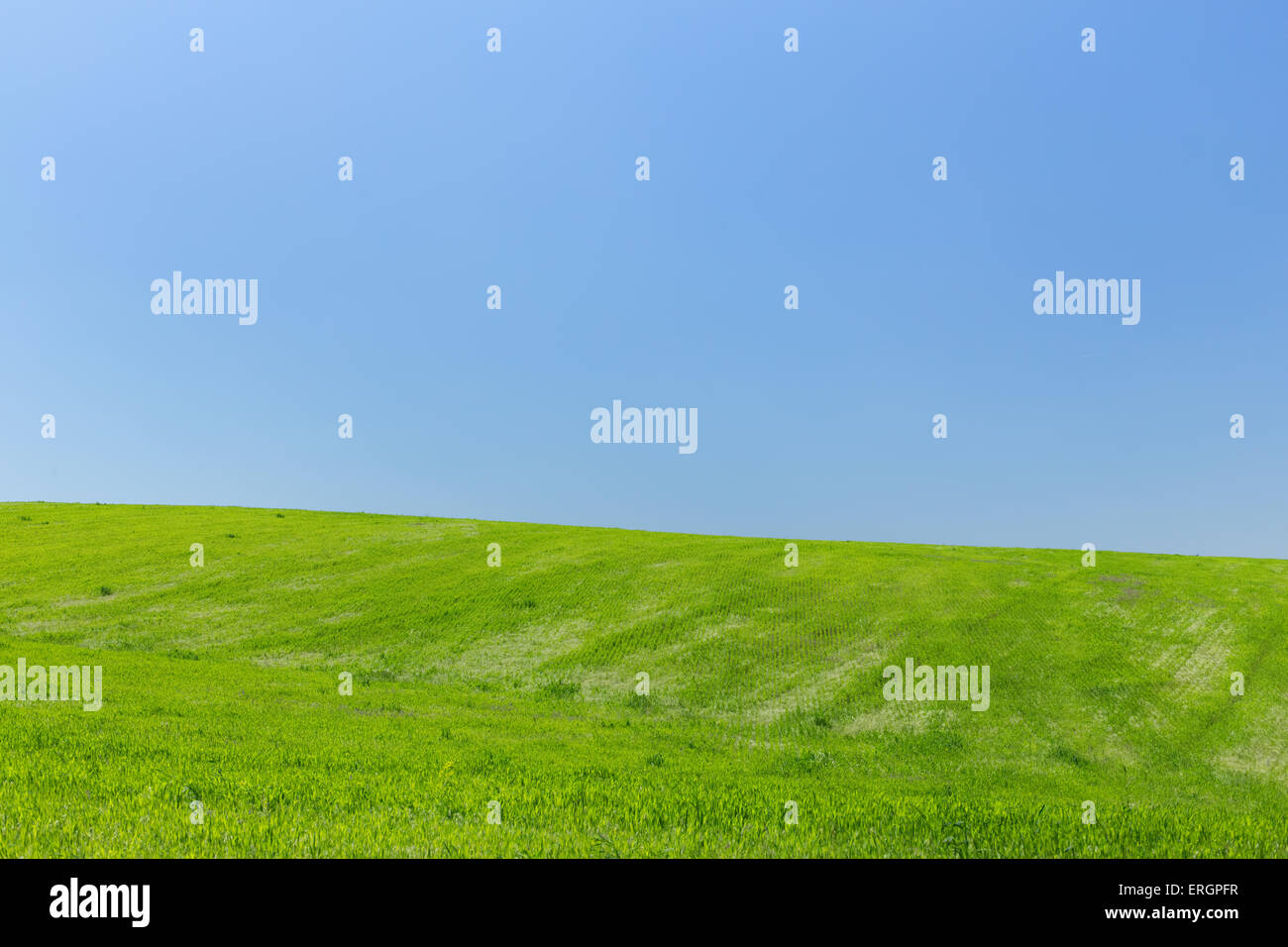 Weizenfeld auf dem Hintergrund des blauen Himmels Stockfoto