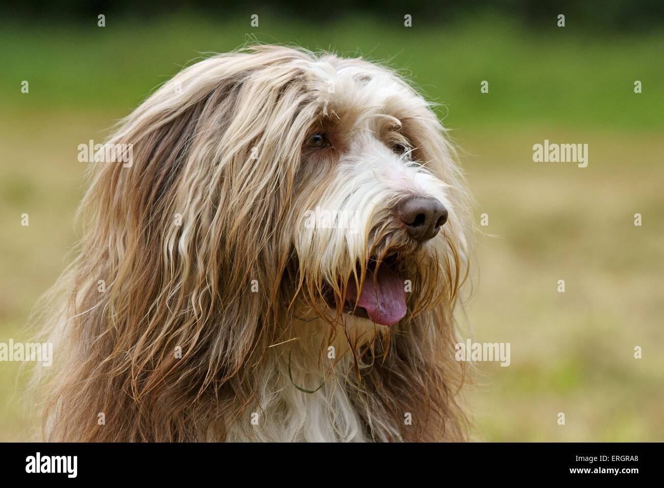 Bearded Collie-Portrait Stockfoto