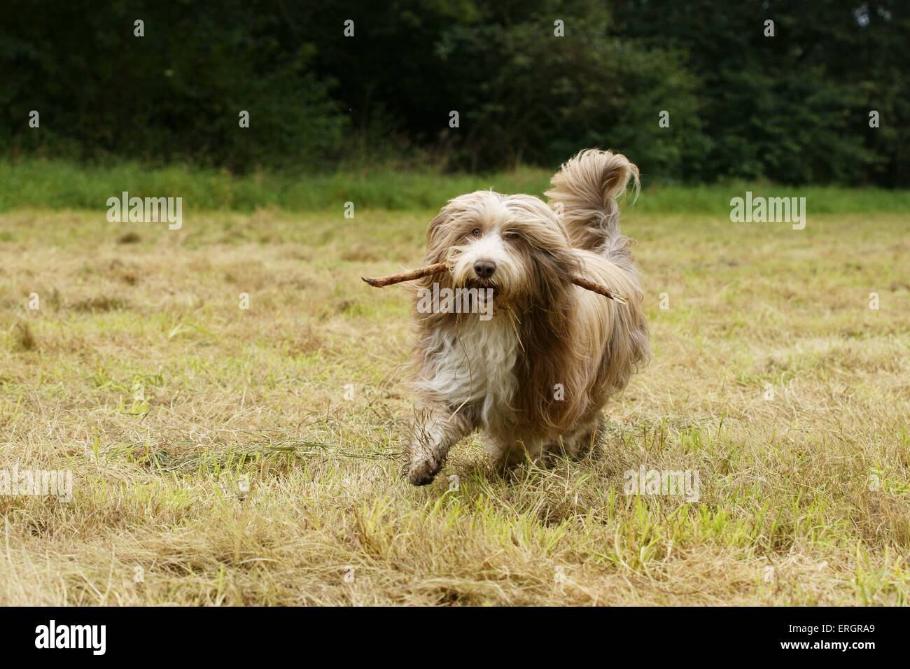 Bearded Collie spielen Stockfoto