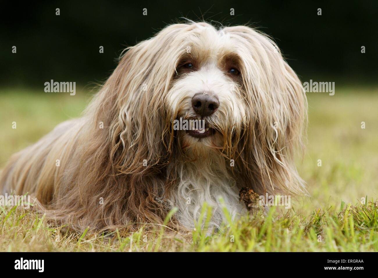 Bearded Collie liegend Stockfoto